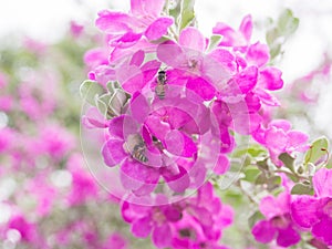 Pink Leucophyllum frutescens flowers and bees