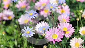 Pink and Light Blue Daisy Flowers on a Meadow in Madeira