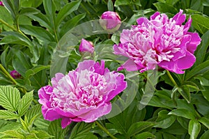 Pink light from the summer peonies photo