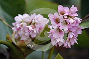 The pink and lila blossoms of Saxifrage in the garden photo