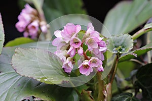 The pink and lila blossoms of Saxifrage in the garden photo