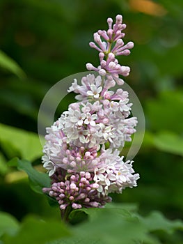 Pink Lilac Blooming in Alaska