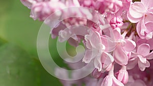 Pink lilac blooming natural background