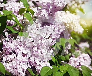 Pink lilac bush blooming