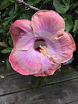 Pink and lilac colored hibiscus flower