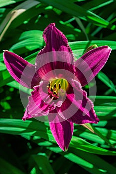 Pink-lilac Daylilies flower Latin: Hemerocallis on green leaves background in floral garden. Flower close up. Soft selective