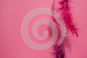 Pink and lilac feathers of a bird on a pink neon background with dark shadows