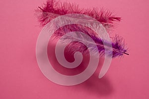 Pink and lilac feathers of a bird on a pink neon background with dark shadows side view with copyspace