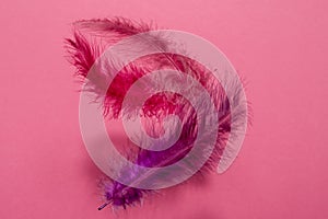 Pink and lilac feathers of a bird on a pink neon background with dark shadows side view with copyspace