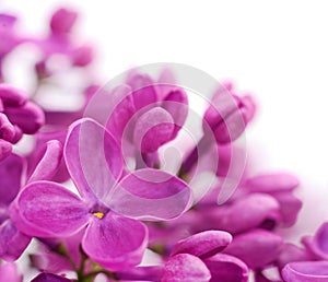 Pink lilac flower