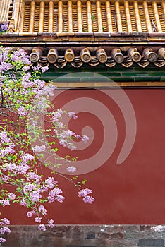 Pink lilac flower blossoms Syringa vulgaris in april