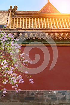Pink lilac flower blossoms Syringa vulgaris in Forbidden City