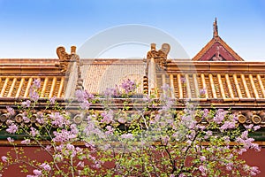 Pink lilac flower blossoms Syringa vulgaris in Forbidden City with blue sky