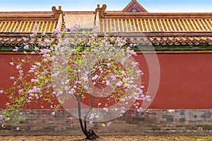 Pink lilac flower blossoms Syringa vulgaris in Forbidden City with building roof background