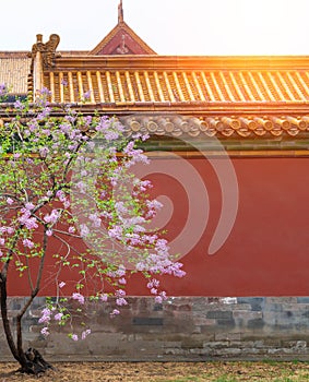 Pink lilac flower blossoms Syringa vulgaris in Forbidden City with sunshine in sky and copy space