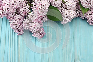 pink lilac flower on blue wooden background. top view with copy space