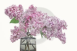 Pink lilac flower bouquet in glass vase