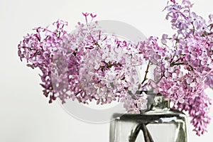 Pink lilac flower bouquet in glass vase