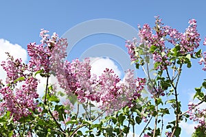 Pink lilac flower sky background