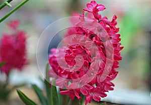 Pink lilac Flower Syringa vulgaris Symbolize love and passion