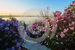 The pink lilac flowers blossom in spring sunrise