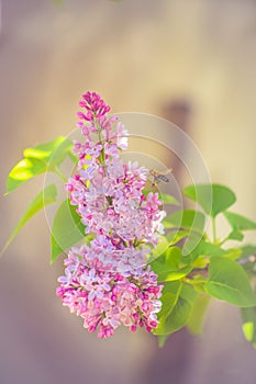 Pink lilac flowers with flying bee