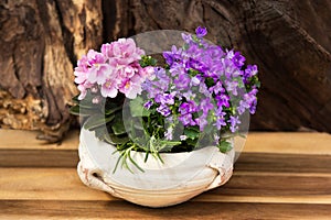 Pink and lilac indoor flowers with many blossoms in a earthen pot.