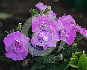 pink-lilac multi-flowered terry petunia in garden photo