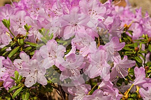 Pink Lilac Rhododendron Flowers