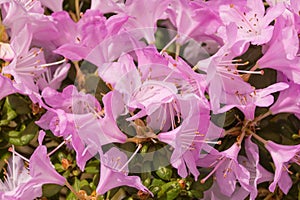 Pink Lilac Rhododendron Flowers