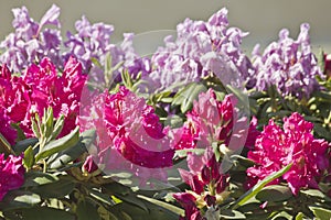 Pink and lilac rhododendron flowers