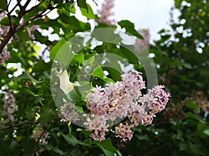 Pink lilac, syringa blossom in the garden park in the spring