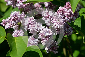 Pink lilac variety Katherine Havemeyer.