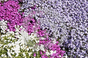 Pink, lilac and white phlox