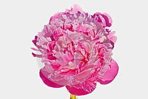 Pink-lilak peony (Peonia suffruticosa) isoleted. photo