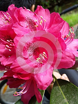 pink lile photo