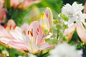 Pink lilies