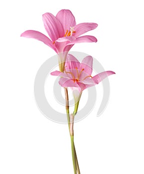 Pink lilies