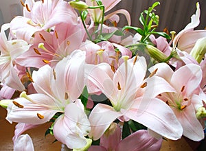 Pink lilies