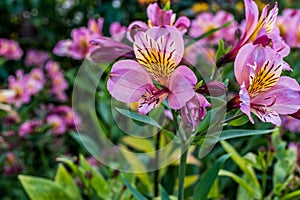 Pink Lilies