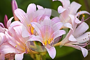 Pink Lilies