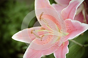 Pink Lilies in the garden,vintage style light
