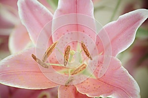 Pink Lilies in the garden,vintage style light