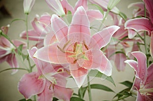 Pink Lilies in the garden,vintage style light