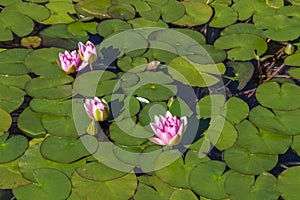 Pink lilies among green leaves