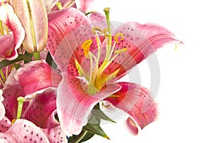 Pink Lilies Isolated on White