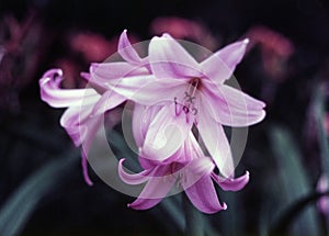 Pink Lilies (Lilium)