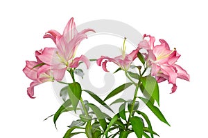 Pink lilies. Lily flowers. Close-up flowers isolated on white background