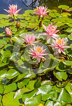 Pink lilies in the pond in the Westfalen park of Dortmund