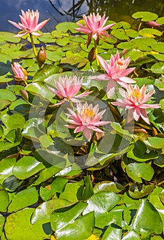 Pink lilies in the pond in the Westfalen park of Dortmund photo